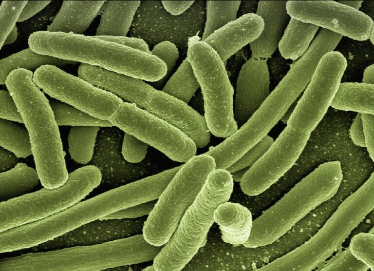 Imagen microscópica de una colonia de bacilos verdes.