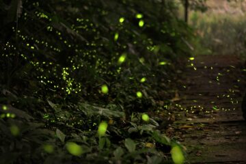 Foto de un bosque nocturno iluminado por luciérnagas verdes.